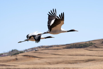 Black-necked Cranes in Winter at Dashanbao Wetland, Yunnan, China