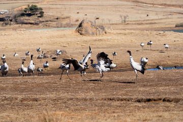 Black-necked Cranes in Winter at Dashanbao Wetland, Yunnan, China