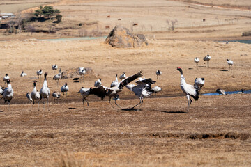 Black-necked Cranes in Winter at Dashanbao Wetland, Yunnan, China
