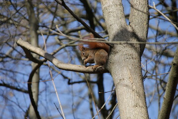 Eichhörnchen