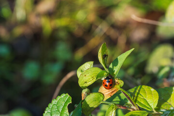 秋の森のテントウムシ01