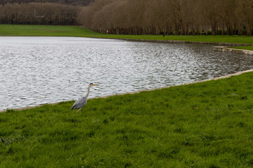 great blue heron