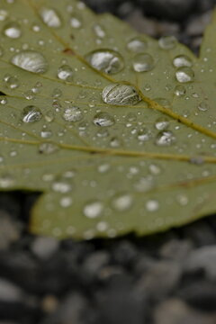 Blatt mit Wassertropfen &ndash; Nahaufnahme von frischem Laub im Morgentau