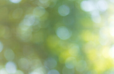 Obraz premium Green bokeh background from nature forest out of focus,Green bokeh out of focus background from nature forest.