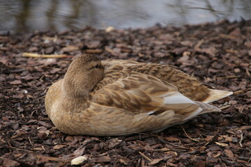 Helle weibliche Stockente