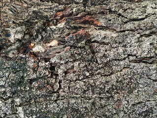 Close up of tree bark or wooden texture background	