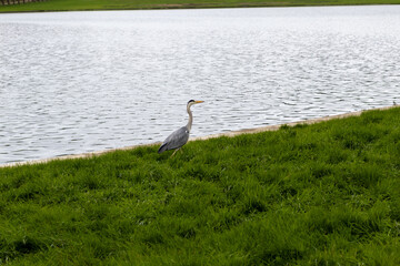 Fototapeta premium great blue heron