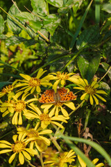 秋の森のキタテハが花にとまる03