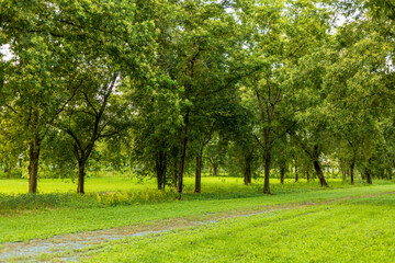 Naklejka premium Green trees and nature trails,A walking trail through a natural green beech forest in spring, National Park