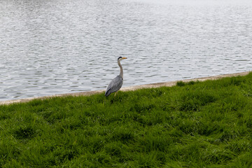 Naklejka premium great blue heron