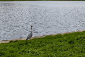 great blue heron