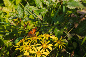 秋の森のキタテハが花にとまる01