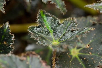 Plant list 2025 - Begonia bowerae (Tiger Begonia Leaf)