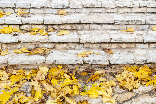 The fallen leaves in autumn park at sunny weather