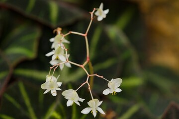 Plant list 2025 - Begonia soli-mutata (Sun-Changing Begonia)