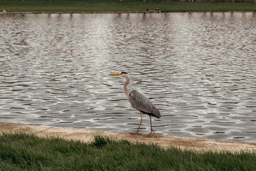 great blue heron