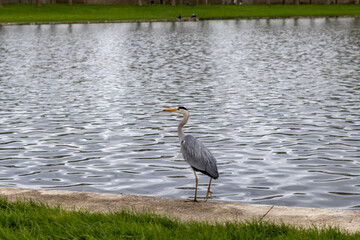 great blue heron