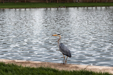 great blue heron