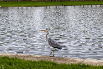 great blue heron