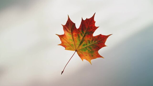 autumn maple leaf