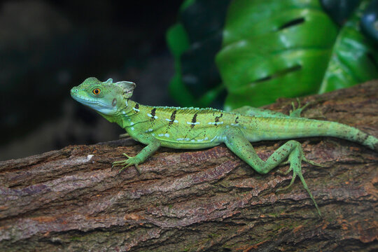 Helmbasilisk (Basiliscus basiliscus) auf Baumstamm