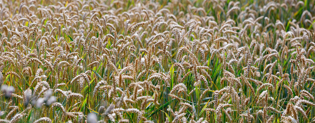 Reifes Weizenfeld in Bayern, Deutschland, Panorama  