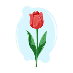 Elegant red tulip with smooth petals and tall green leaves. Clean floral vector cartoon illustration.