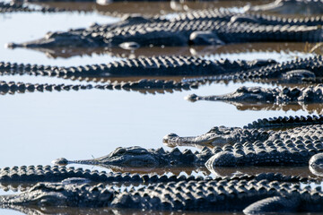 American alligators (Alligator mississippiensis) at the Deep Hole sinkhole in Myakka River State Park, Florida