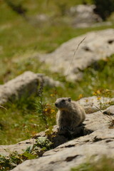 Junges Murmeltier – Nahaufnahme eines kleinen Alpentieres