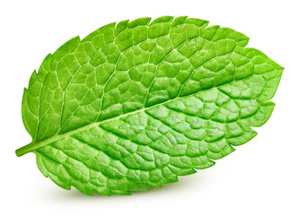 Obraz premium Mint leaves isolated on transparent background. Mint PNG. Mint macro studio photo. No AI