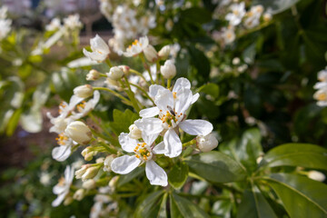 Fototapeta premium white flowers in the garden