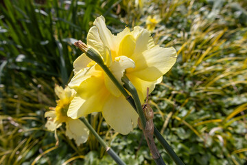 yellow daffodils in the garden