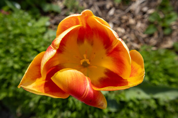 Fototapeta premium red and yellow tulips