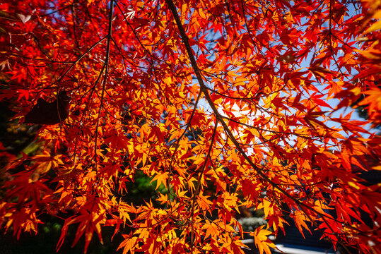 autumn leaves