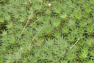 Plant list 2025 - Deuterocohnia brevifolia (Mat-Forming Bromeliad)