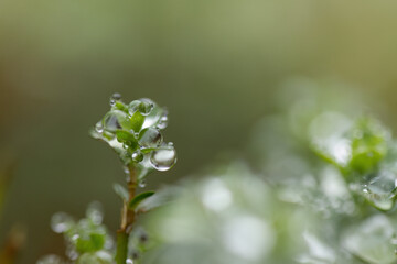 the forest reflected in the small droplets, close-up of many small water droplets on small green leaves on the left side, dewdrops, raindrops close-up, green background