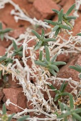 Plant list 2025 - Delosperma sawdahense (Sawdah ice plant)