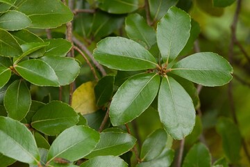 Plant list 2025 - Quercus phillyreoides (Ubame oak)