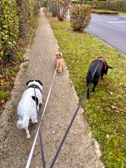 dog sitter walking dogs in leash
