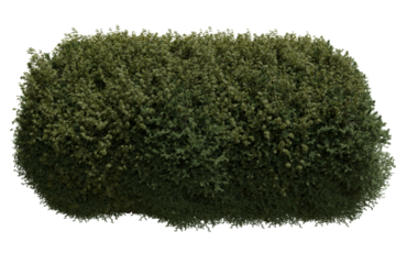 A dense, vibrant green bush with a textured, natural foliage, shaped as a low hedge, isolated transparent  background, perfect for landscaping elements