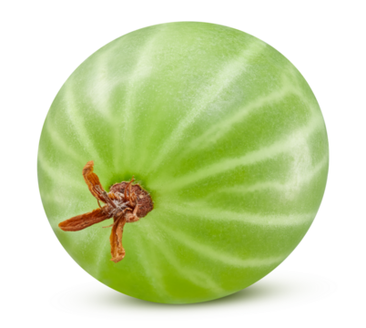 Gooseberry isolated on transparent background. Gooseberry macro photo PNG. No AI
