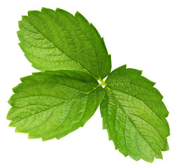 Strawberry leaf isolated on transparent background Strawberry leaf PNG