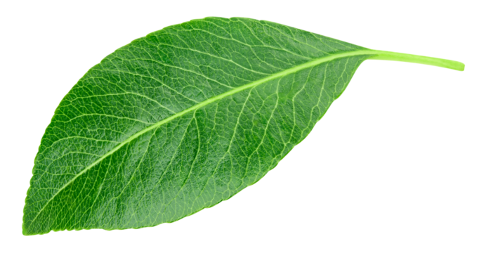 Pear leaf isolated on a transparent background. Leaf pear with PNG. Pear leaf macro shot