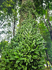 Lush green plants growing on a tree trunk in a park