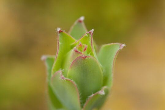 Plant list 2025 - Leucadendron discolor (Piketberg conebush)