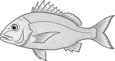 Obraz premium Fish illustration, black outline, detailed scales, marine animal, biological sketch, educational drawing, ocean life, flat vector illustration