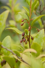 Plant list 2025 - Visnea mocanera (Mocan tree)