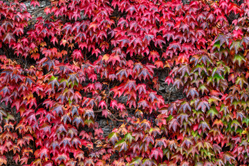foglie in autunno, in Italia