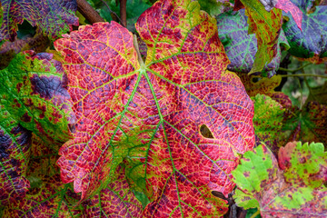 foglie di vite rosse in autunno