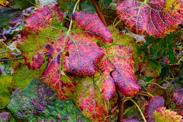 foglie di vite rosse in autunno
